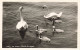 SUISSE - Lutry - Lac Léman - Famille De Cygnes - Carte Postale Ancienne - Lutry