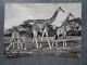 GIRAFFEN   EAST AFRICA  AFGESTEMPELD IN KENYA  19/05/1959 - Giraffes