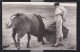 Cours De Taureaux - ( 6 Cpa ) - Stierkampf