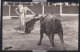 Cours De Taureaux - ( 6 Cpa ) - Stierkampf