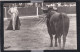 Delcampe - Cours De Taureaux - ( 6 Cpa ) - Stierkampf