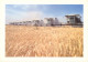 CPM- Arabie Saoudite - Agriculture Au Royame D'Arabie Saoudite- Format 17x12cm - SUP *2 Scans - Arabie Saoudite