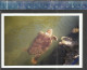 TURTLE (TORTUE SCHILDPAD SCHILDKRÖTE) - ORIGINAL COLOR PHOTO FORMAT 15 X 10 Cm. - Schildkröten