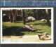 TURTLES (TORTUES SCHILDPADDEN SCHILDKRÖTEN) - ORIGINAL COLOR PHOTO FORMAT 15 X 10 Cm. - Tortues