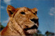 20-11-2023 (2 V 46) Australia - NSW - African Lion Safari At Warragamba Dam - Lions