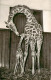73937140 Giraffe Basel Giraffenkind Baschi Mutter Susi - Singes