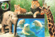 FRANCE - Les Mathes - Zoo De La Palmyre - Ours - Girafes - éléphant - Lions - Carte Postale - Les Mathes