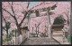 Cherry Blossoms Of Kana-ga-saki Shrine,tsuruga - Hiroshima