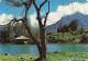 FRANCE - Île De La Réunion - Cilaos - Bordure Du Lac - Carte Postale - Autres & Non Classés