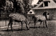 Les Zèbres à Lyon Au Parc De La Tête D'Or - Carte CAP N° 222 De 1955 - Zebras