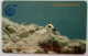 Ascencion Island £10  1CASC - Fairy Tern Bird - Islas Ascensión