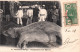 Casamance, Sénégal - Un Hippopotame Tué à Bignona - Carte N° 20 De 1908 - Sénégal