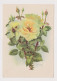 Soviet Union USSR Russia UdSSR URSS 1958 Postal Stationery Card PSC, Entier, Flower-Rose By I. Romanov Pc (50323) - 1950-59