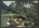 111230/ POOLEWE, Inverewe Garden, The Rock Garden  - Ross & Cromarty