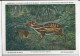 CP : Musée Royal D'histoire Naturelle De Belgique - Mammifères Protégés Au Congo - 28 Le Chevrotain Aquatique (2 Scans) - Sammlungen & Sammellose