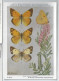 CP : Institut Royale Des Sciences Naturelles De Belgique - Insectes De Belgique - 8 Le Souci (2 Scans) - Collections & Lots