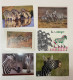 Lo De 25 Cartes Postales Monde Thème Zèbre - Zebras