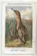 CP : Musée Royale D'histoire Naturelle De Belgique - Oiseaux - N°217 Butor étoilé - Signé Hub. Dupond (2 Scans) - Collections & Lots