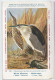 CP : Musée Royale D'histoire Naturelle De Belgique - Oiseaux - N°215 Héron Bihoreau + Pub - Signé Hub. Dupond (2 Scans) - Collections & Lots