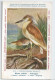 CP : Musée Royale D'histoire Naturelle De Belgique - Oiseaux - N°214 Héron Crabier + Pub - Signé Hub. Dupond (2 Scans) - Collections & Lots