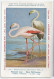 CP : Musée Royale D'histoire Naturelle De Belgique - Oiseaux - N°218 Flamant Rose + Pub - Signé Hub. Dupond (2 Scans) - Collections & Lots