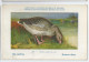 CP : Musée Royale D'histoire Naturelle De Belgique - Oiseaux - N°219 Oie Cendrée - Signé Hub. Dupond (2 Scans) - Colecciones Y Lotes