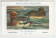 CP : Musée Royale D'histoire Naturelle De Belgique - Oiseaux - N°234 Canard Siffleur - Signé Hub. Dupond (2 Scans) - Collections & Lots