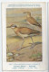 CP : Musée Royale D'histoire Naturelle De Belgique - Oiseaux - N°268 Courvite Gaulois - Signé Hub. Dupond (2 Scans) - Collections & Lots