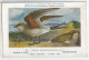 CP : Musée Royale D'histoire Naturelle De Belgique - Oiseaux - N°269 Glaréole à Collier - Signé Hub. Dupond (2 Scans) - Collections & Lots