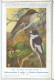 CP : Institut Royale Des Sciences Naturelles De Belgique - Oiseau - 52 Gobe-mouches à Collier (2 Scans) - Verzamelingen & Kavels