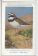 CP : Musée Royale D'histoire Naturelle De Belgique - Oiseaux - N°271 Petit Gravelot - Signé Hub. Dupond (2 Scans) - Colecciones Y Lotes