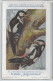 CP : Musée Royale D'histoire Naturelle De Belgique - Oiseaux - N°58 Pic épeiche - Signé Hub. Dupond (2 Scans) - Verzamelingen & Kavels