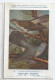 CP : Musée Royale D'histoire Naturelle De Belgique - Oiseaux - N°63 Coucou Gris - Signé Hub. Dupond (2 Scans) - Sammlungen & Sammellose