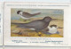 CP : Musée Royale D'histoire Naturelle De Belgique - Oiseaux - N°78 Guifette Noire - Signé Hub. Dupond (2 Scans) - Verzamelingen & Kavels