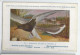 CP : Musée Royale D'histoire Naturelle De Belgique - Oiseaux - N°79 Guifette à Ailes ... - Signé Hub. Dupond (2 Scans) - Verzamelingen & Kavels