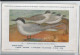 CP : Musée Royale D'histoire Naturelle De Belgique - Oiseaux - N°81 Sterne Hansel - Signé Hub. Dupond (2 Scans) - Verzamelingen & Kavels