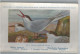 CP : Musée Royale D'histoire Naturelle De Belgique - Oiseaux - N°85 Sterne Arctique - Signé Hub. Dupond (2 Scans) - Collections & Lots