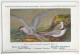 CP : Musée Royale D'histoire Naturelle De Belgique - Oiseaux - N°86 Sterne De Dougall - Signé Hub. Dupond (2 Scans) - Collections & Lots
