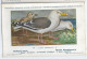 CP : Musée Royale D'histoire Naturelle De Belgique - Oiseaux - N°89 Goëland Marin - Signé Hub. Dupond (2 Scans) - Collections & Lots