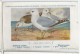 CP : Musée Royale D'histoire Naturelle De Belgique - Oiseaux - N°92 Goëland Cendré - Signé Hub. Dupond (2 Scans) - Collections & Lots