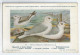CP : Musée Royale D'histoire Naturelle De Belgique - Oiseaux - N°97 Mouette à Trois Doigts - Signé Hub. Dupond (2 Scans) - Collections & Lots