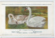 CP : Musée Royale D'histoire Naturelle De Belgique - Oiseaux - N°100 Cygne Muet - Signé Hub. Dupond (2 Scans) - Sammlungen & Sammellose