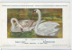 CP : Musée Royale D'histoire Naturelle De Belgique - Oiseaux - N°100 Cygne Muet - Signé Hub. Dupond (2 Scans) - Collections & Lots