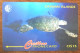 CAYMAN ISLANDS TORTUE TURTLE CI$ 15 CARIBBEAN CABLE & WIRELESS SCHEDA TELECARTE TELEFONKARTE PHONECARD CALLING CARD - Isole Caiman