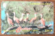 CAYMAN ISLANDS OISEAUX CI$ 10 CARIBBEAN CABLE & WIRELESS SCHEDA TELECARTE TELEFONKARTE PHONECARD CALLING CARD - Kaimaninseln (Cayman I.)