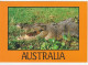 Greetings From DARWIN,  The Crocodiles Country, Postcard To Andorra, From DARWIN  NT (1990) 2 Pics - Kakadu