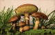 E8824 - Farbenlichtdruck - Martin Rommel & Co Stuttgart - Pilz - Paddestoelen