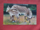 Grants Zebra & Baby.   NY Zoo    Ref 6259 - Zebra's