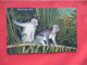 Monkey Jungle Florida    Ref 6259 - Singes