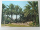 D199544    IRAQ Irak - Baghdad   A View Of Palm Trees In Baghdad -Floral Clock   1978 - Iraq